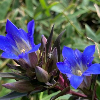 キリシマリンドウ
ハルリンドウやフデリンドウに比べて花が大きく、色も鮮やかな青紫色