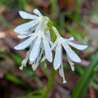 ショウジョウバカマ
