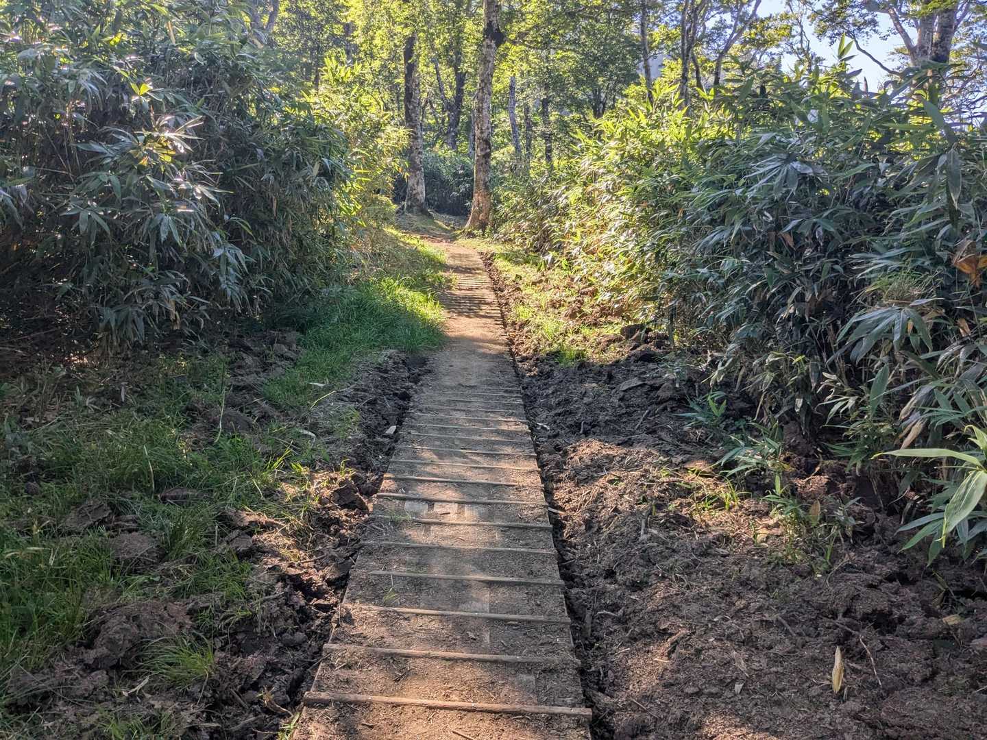 山頂まで歩きやすい道が続きました✨️