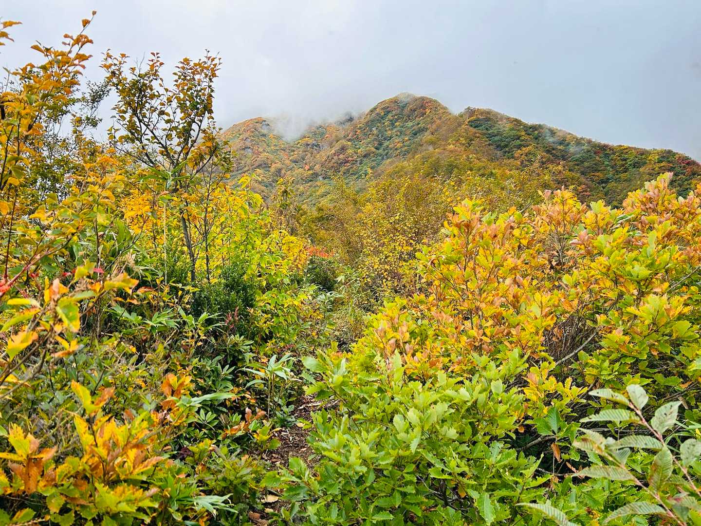 鮮やか🍁