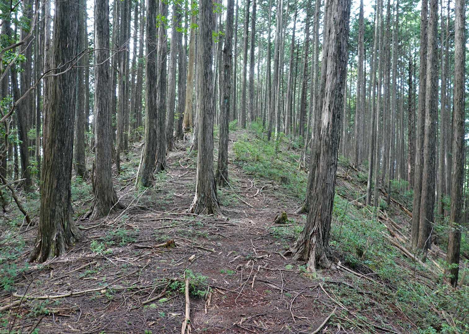 尾根を下ると、明瞭な鞍部には、