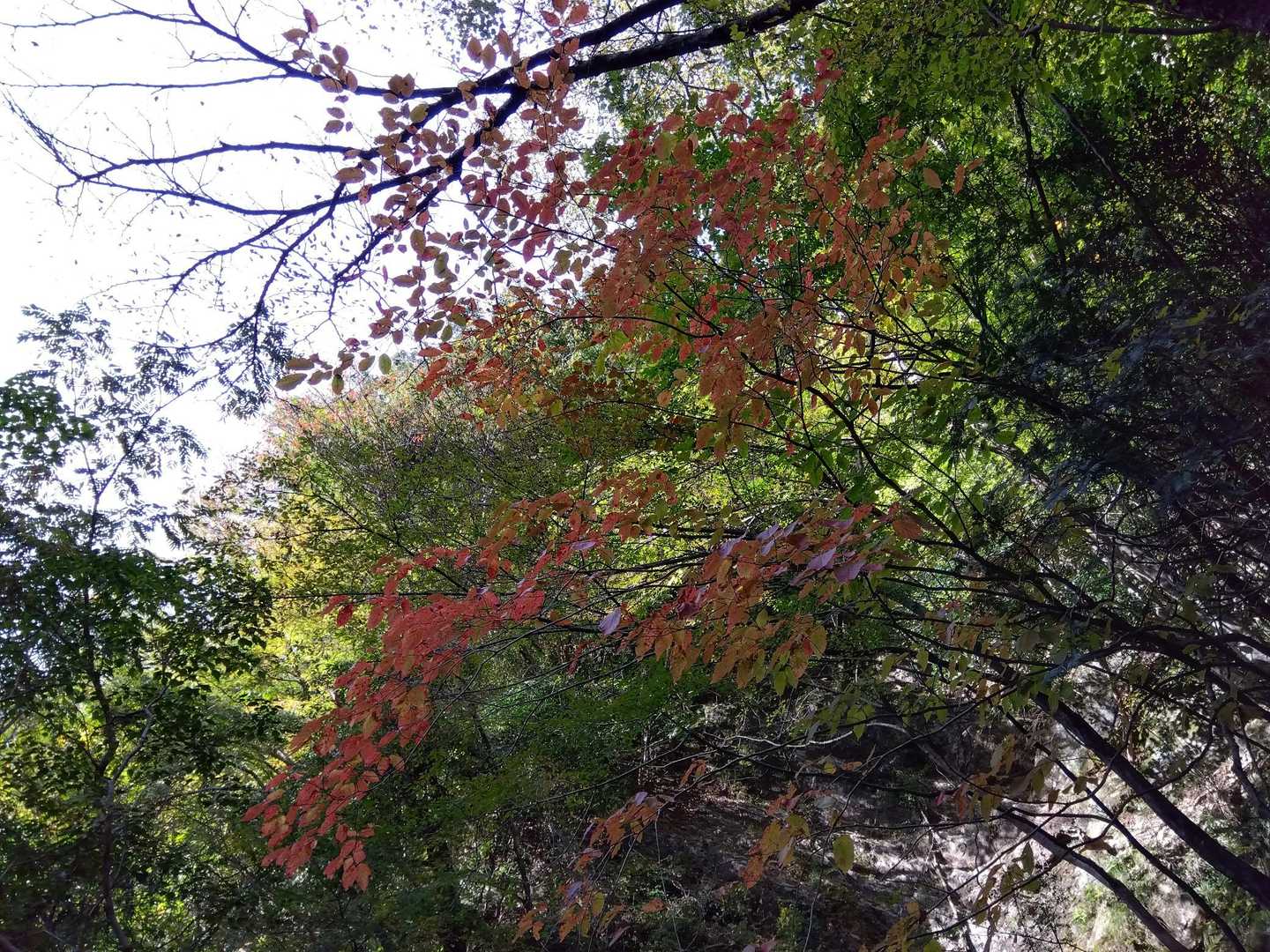林道に出ました。
周囲の風景を楽しみながら余裕で歩いて行きます。