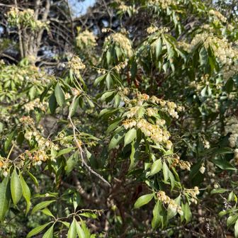 あせび？
合ってますか？