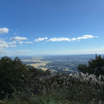 黄金色の田んぼの絨毯🌾