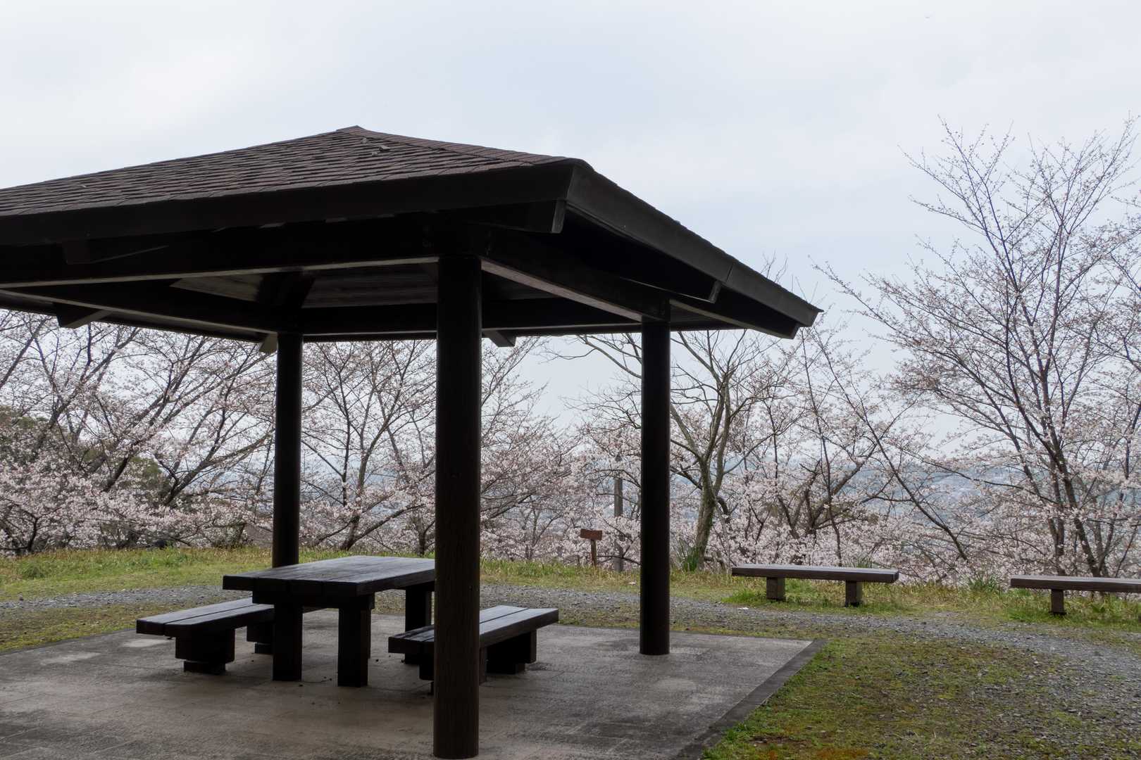 展望所下の斜面の桜は