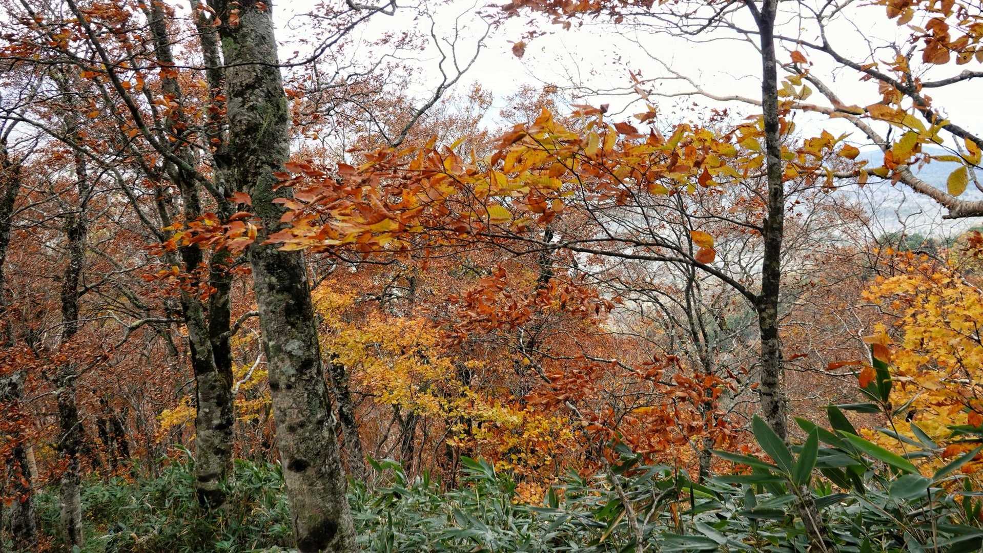 下の方は紅葉がキレイ