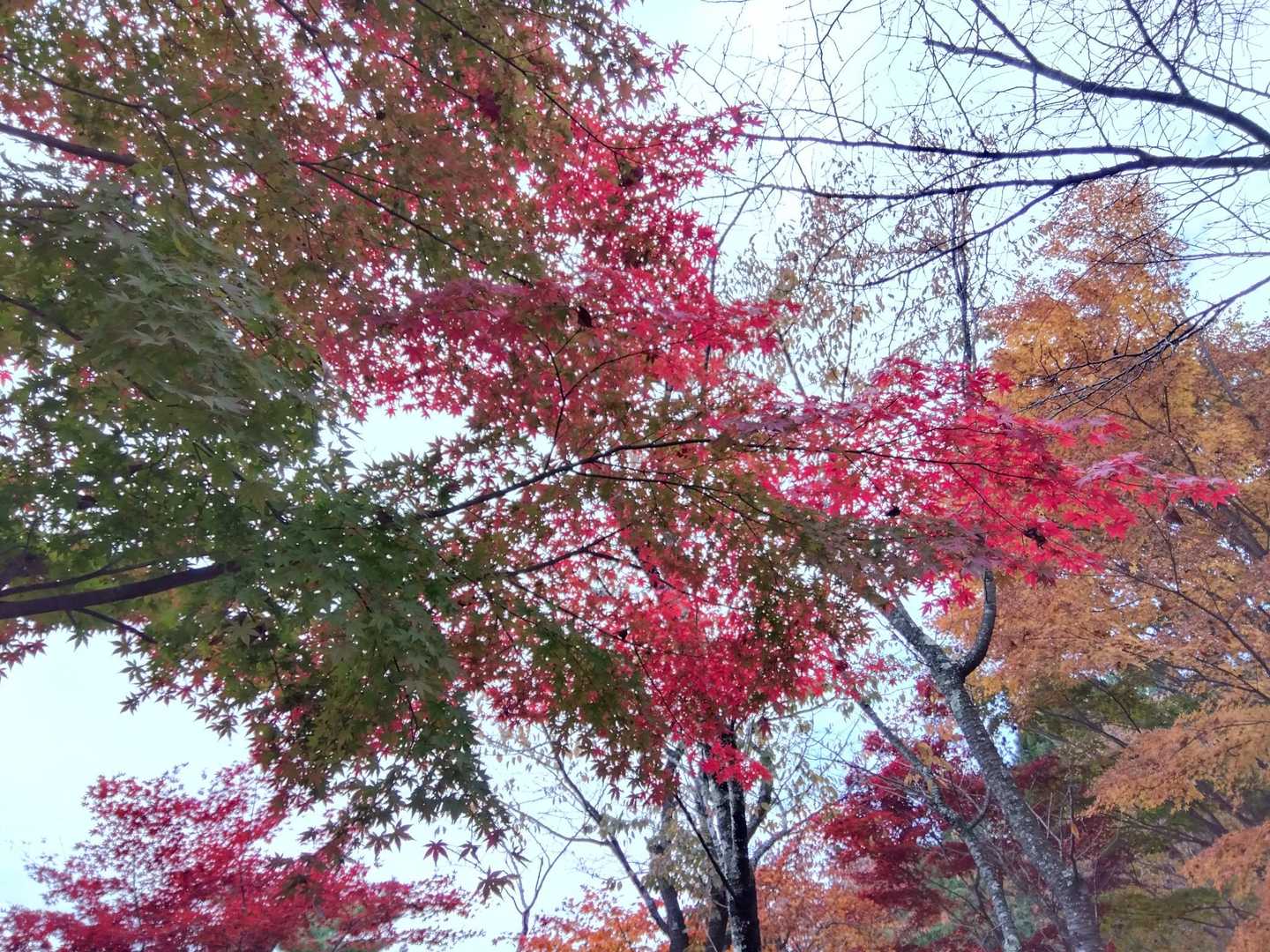 いい色です。