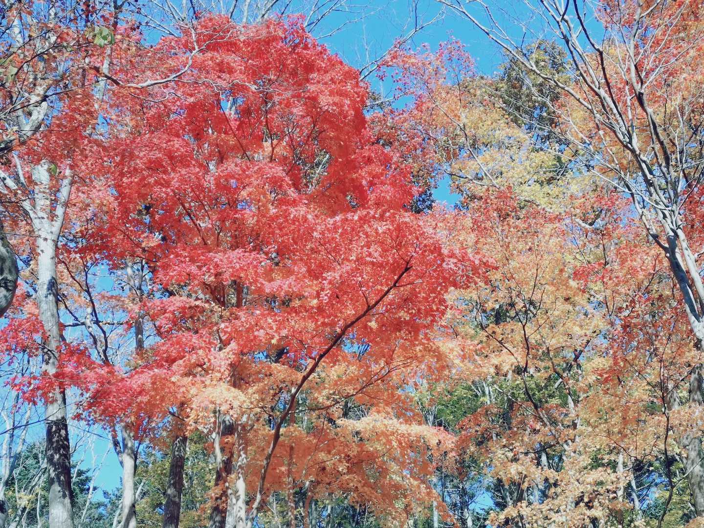 萩の山 周回コースの写真