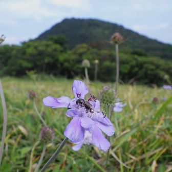 鞍岳へ