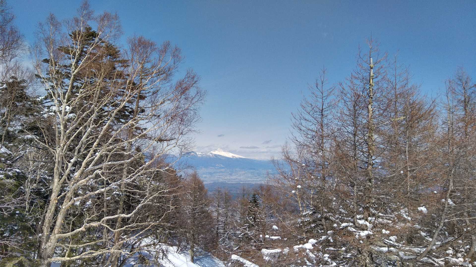 樹間から浅間山