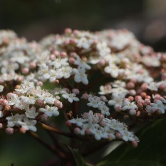 ハクサンボク咲いていました