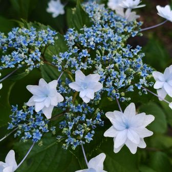 これは「隅田の花火」かな？