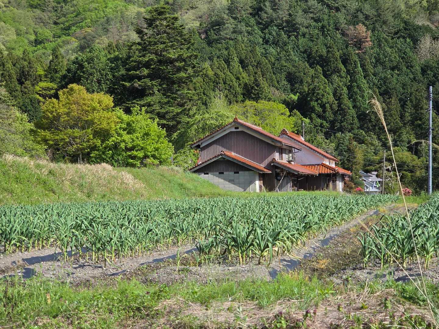 ニンニク畑があった