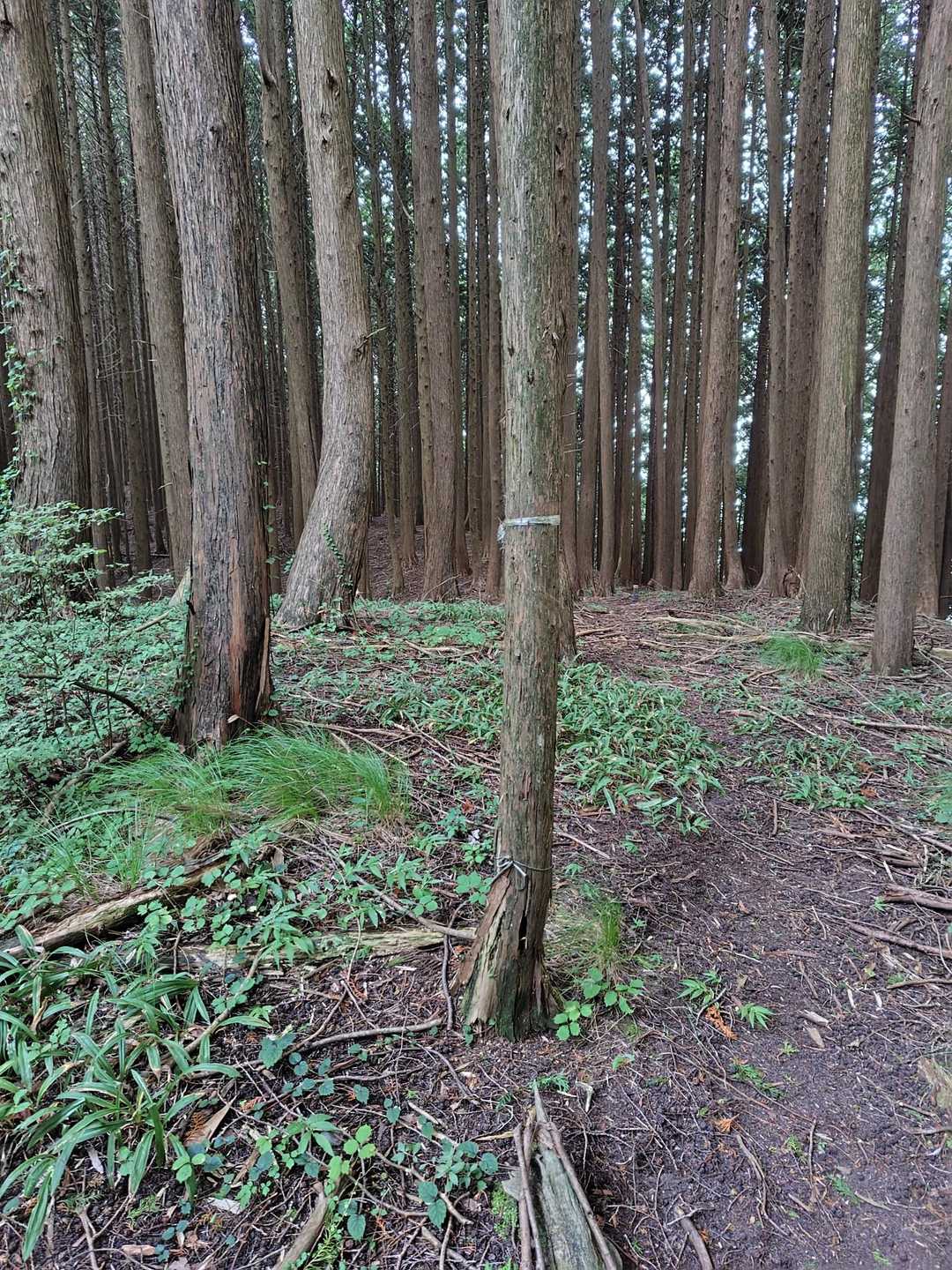 って