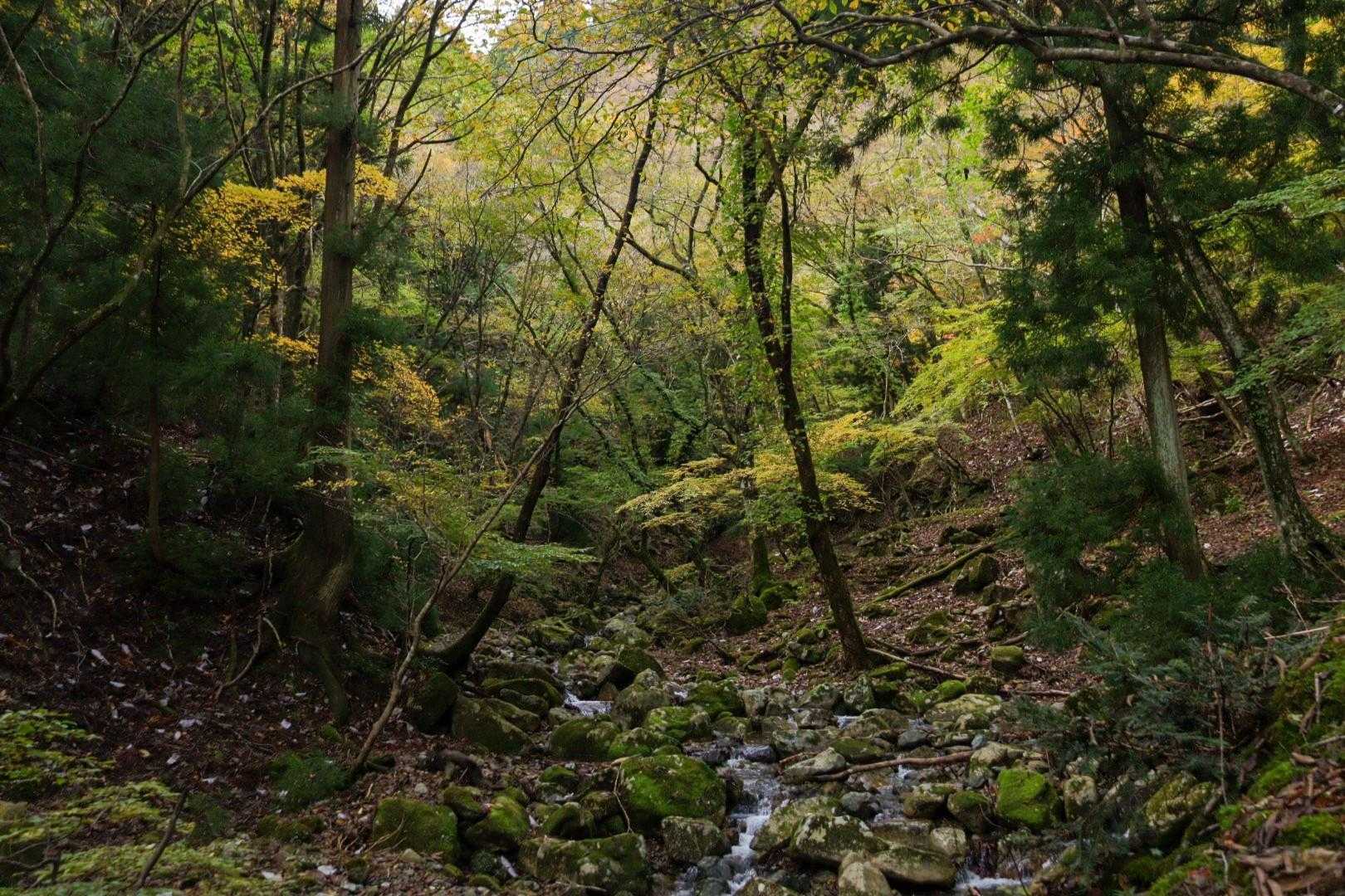 武平峠から雨乞岳 | 御在所・鎌ヶ岳の大パノラマ、鈴鹿セブンの一座の写真
