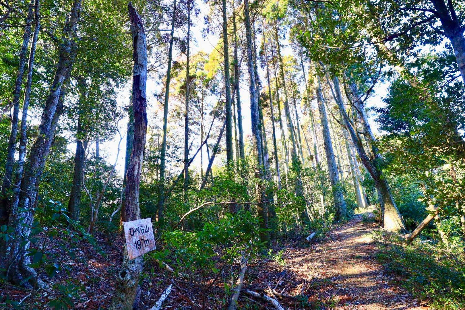 「ひべら山はどこが山頂かわからんでごわす。無視しもんそ。チェストーーっ！！」