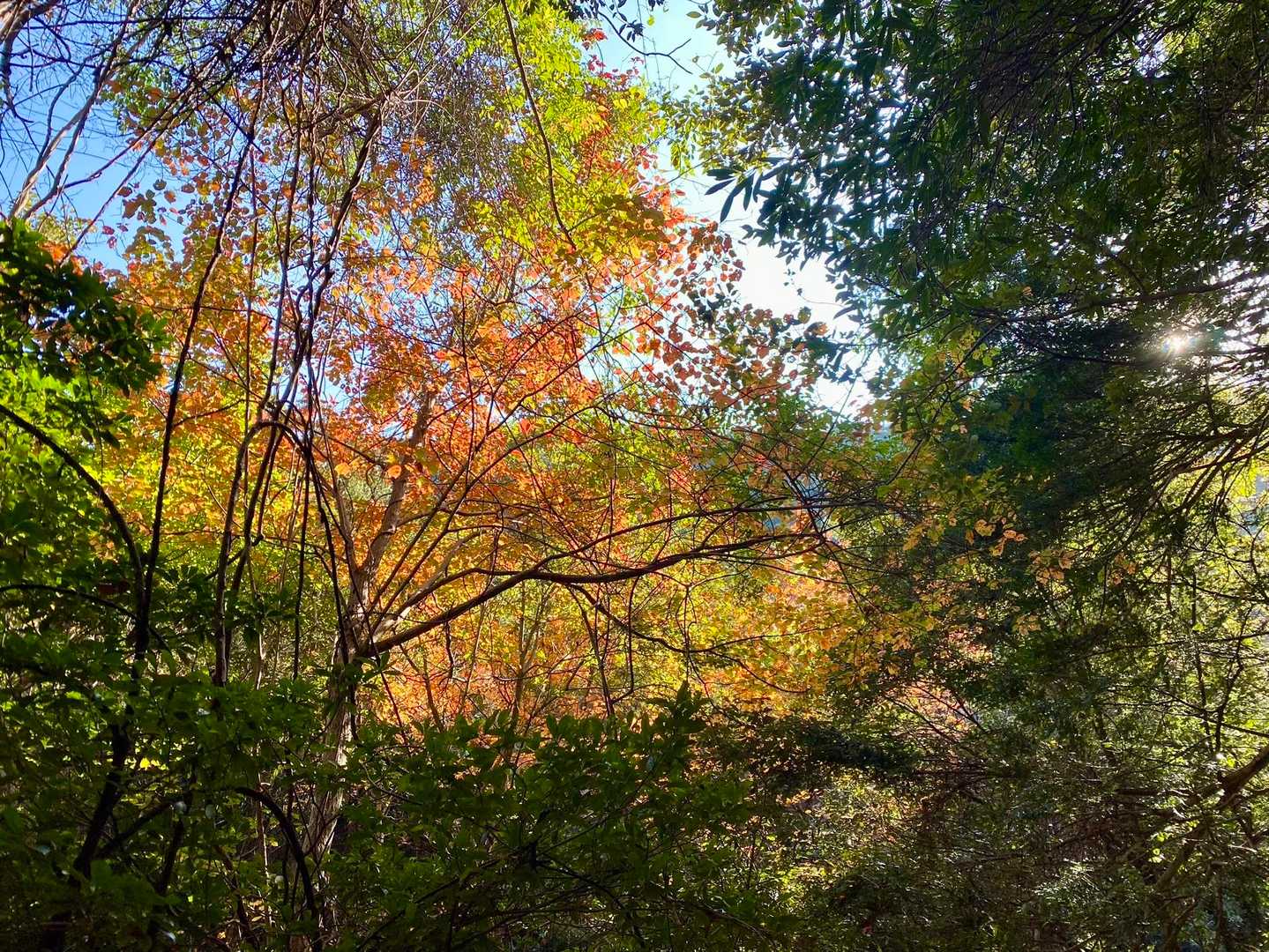 黄色も綺麗✨✨