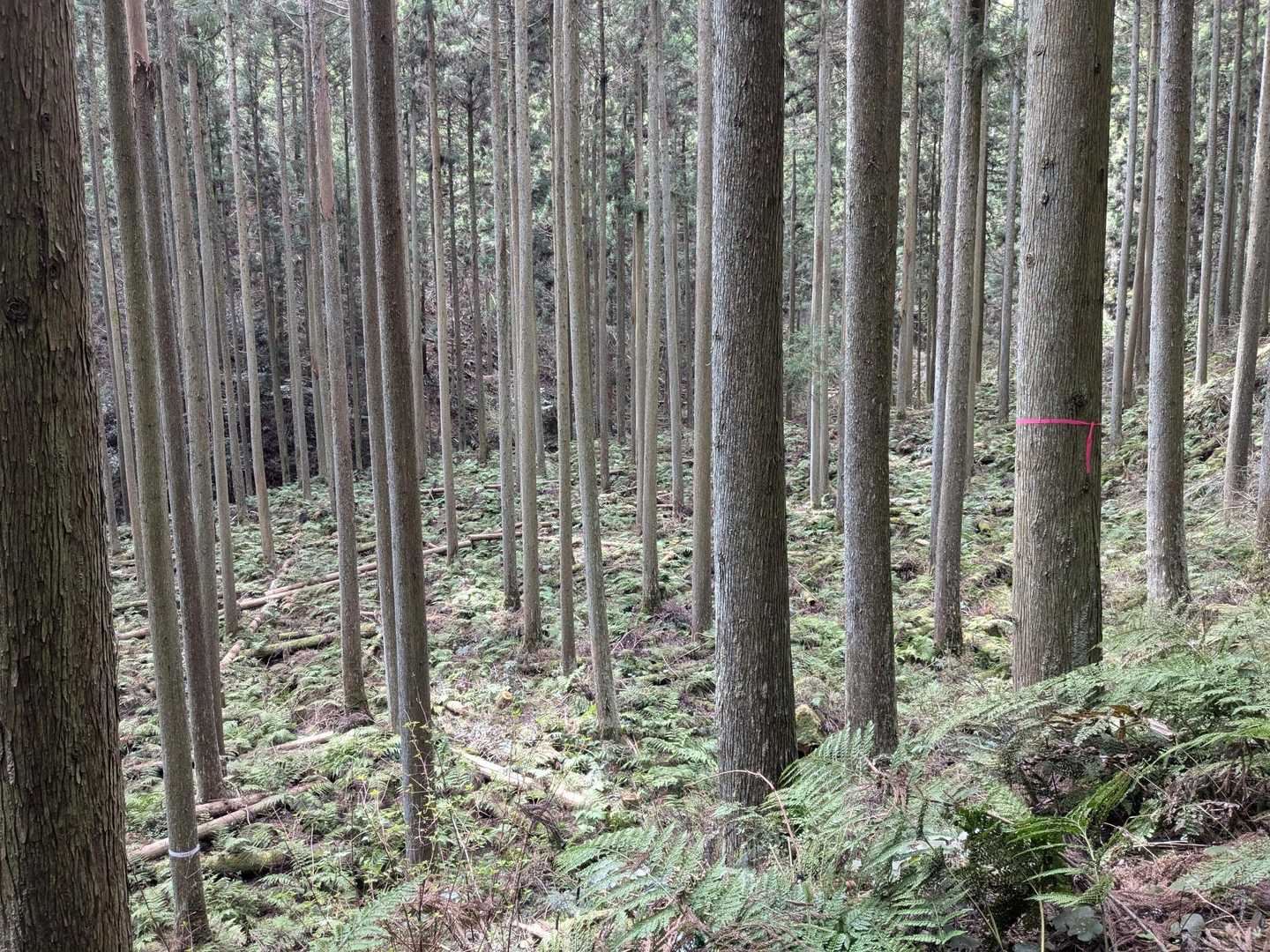 野河内渓谷から登りました↗️