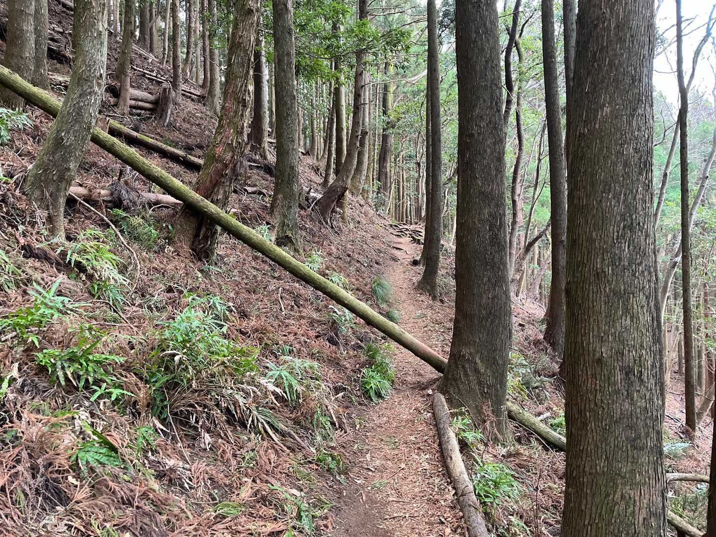 私の苦手な急な下りもすこーしありますが、基本は整備された歩きやすい道
ここは、木が倒れて道を塞いでました
