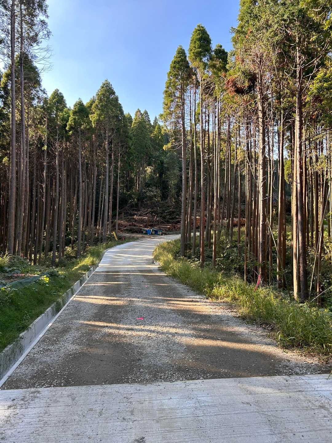 5年前は杉林に囲まれた静かな小道だっけど
林道作業用で道が拡張されてます