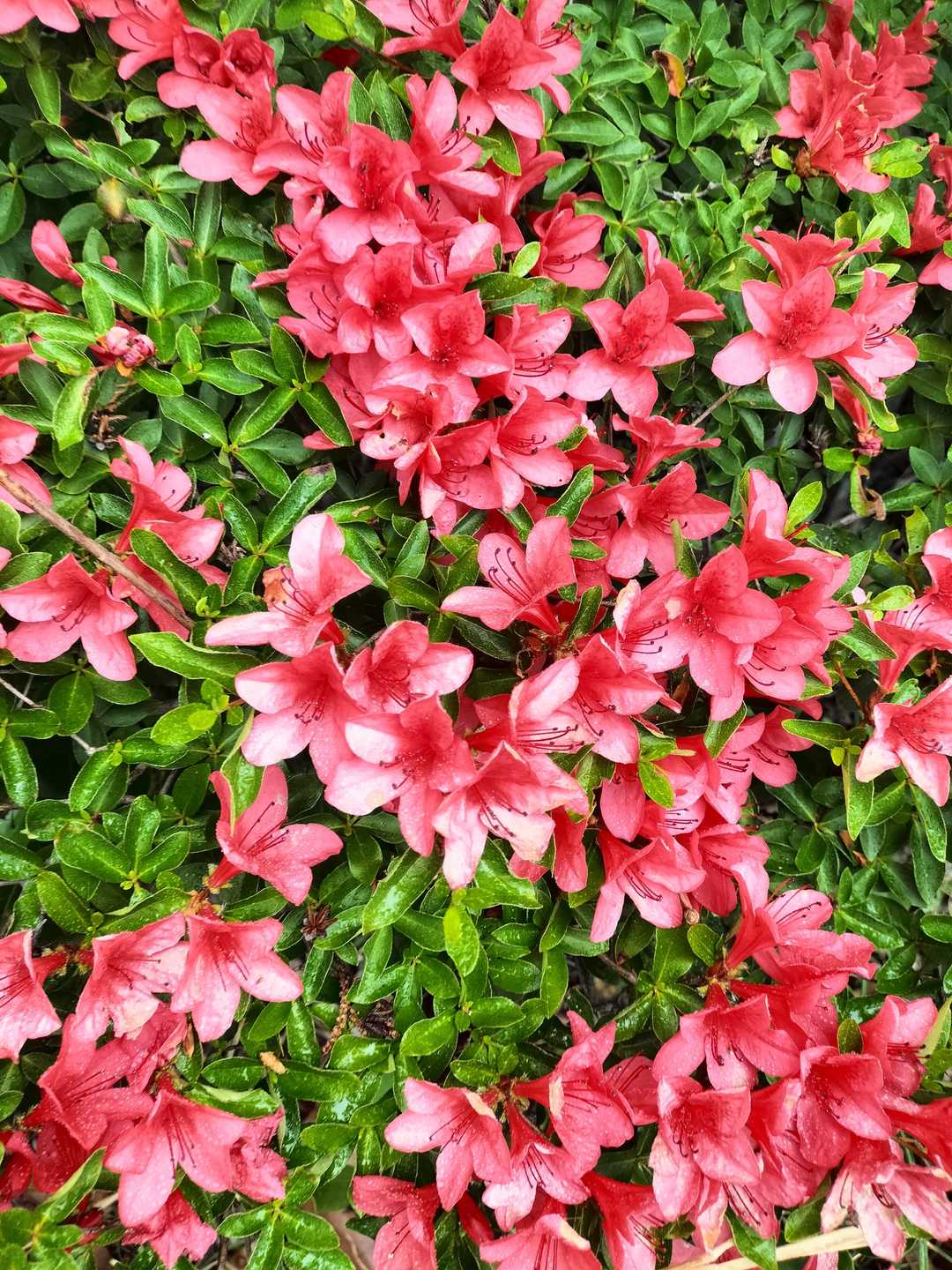蓮花石山の写真