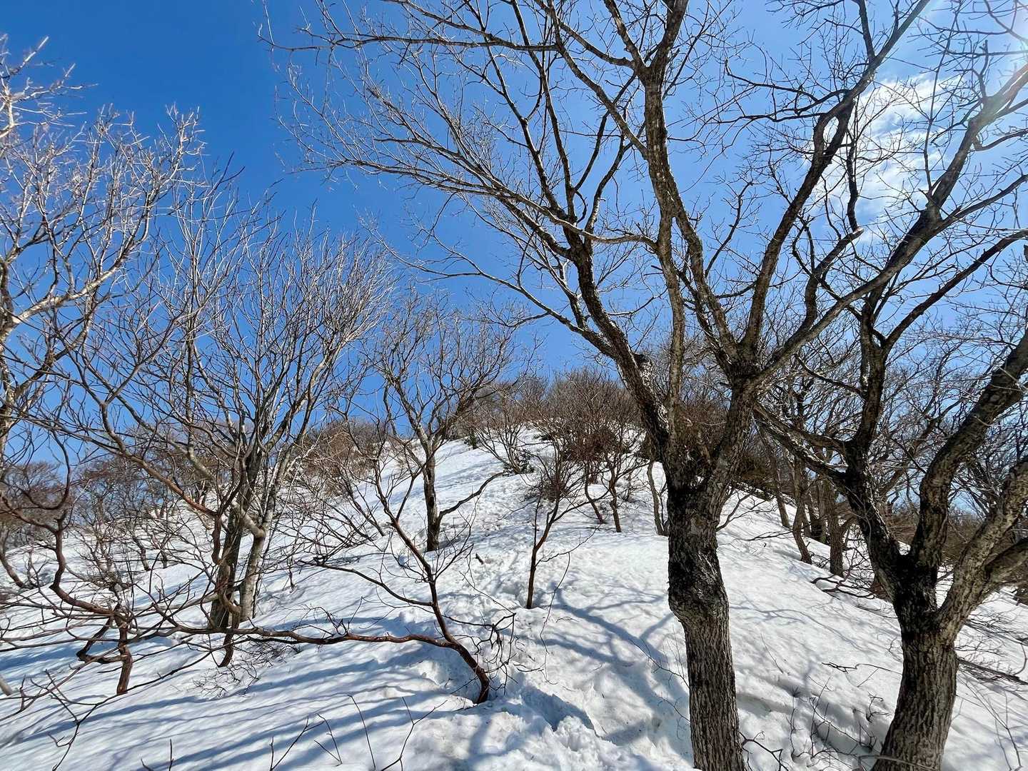 御堂山山頂を通過する直登コースなのか