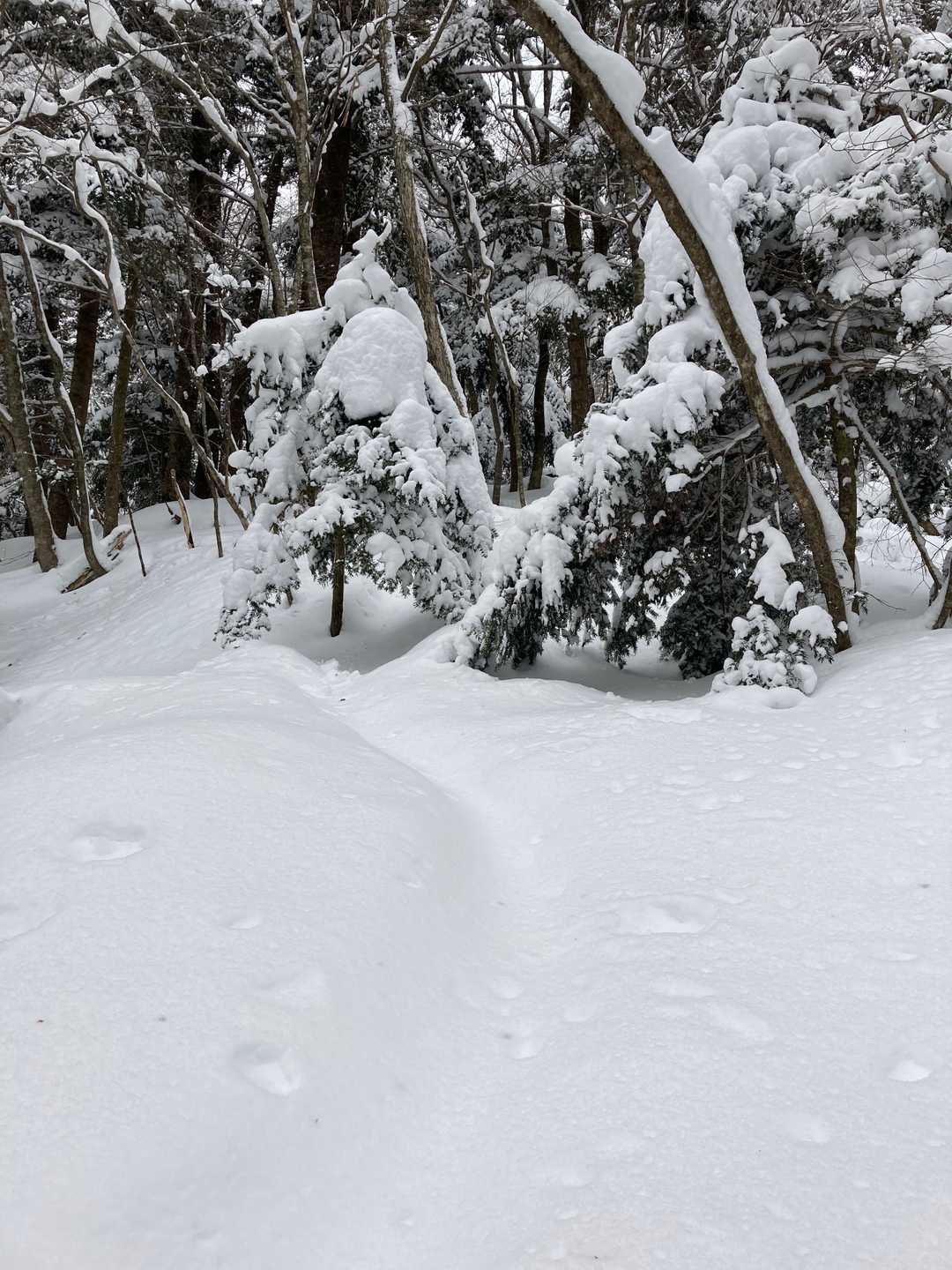 雪が深くなってきました。
この辺りでワカンにチェンジ。
ワカンでも深いところはひざ上まで潜ります