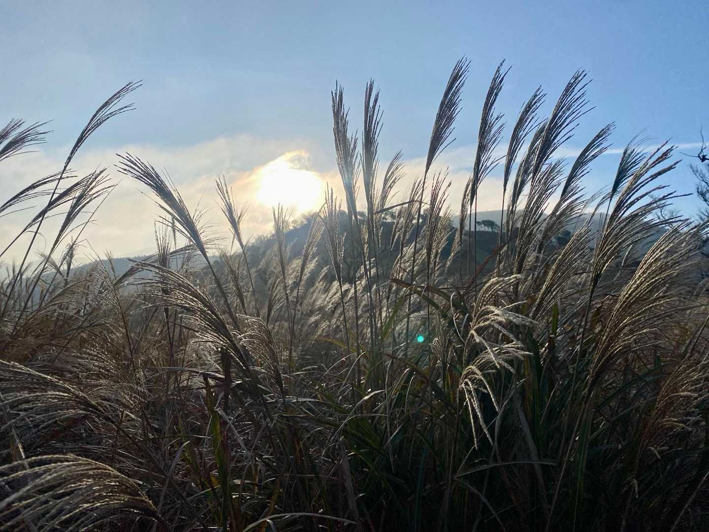ススキが秋🍂を感じさせてくる。
都心は冬の感じですが、伊豆は都心より暖かく、季節が戻った感じでした。