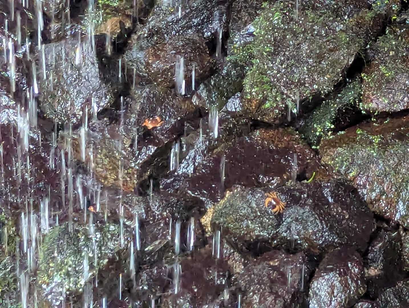 チビサワガニがたくさん🦀🦀🦀