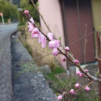 ハナモモだそうです