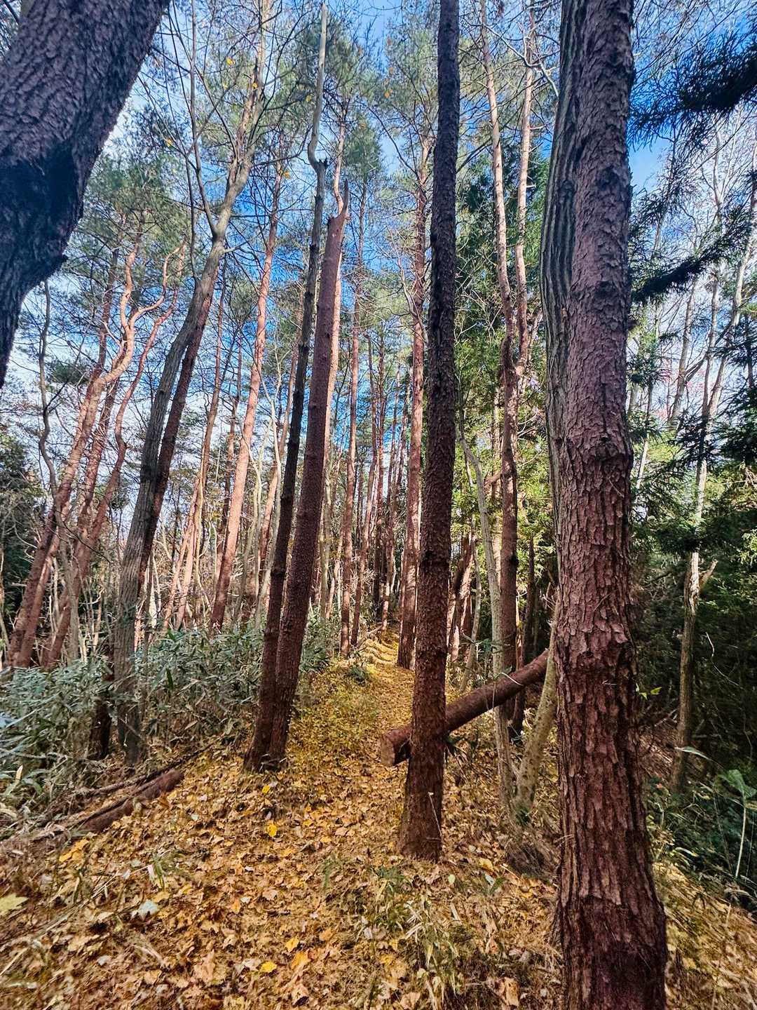 帰りは反対側の登山道をすたこらさっさ