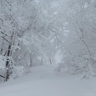 重そうな雪が木々に