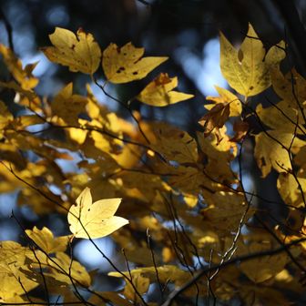シロモジの葉はかわいいですね。