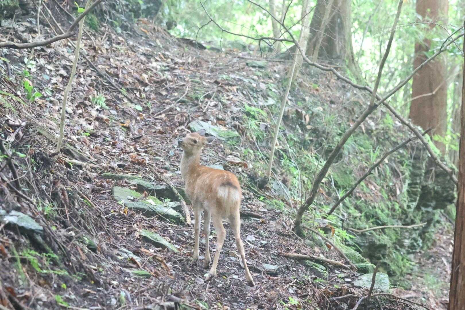 子鹿🦌