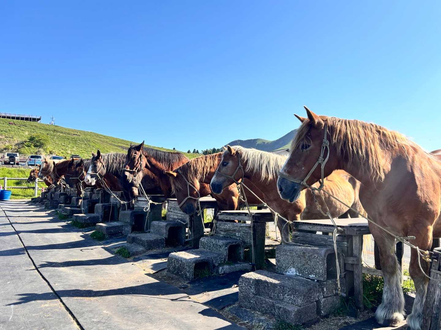 馬さんたち、整列🐴🐴🐴