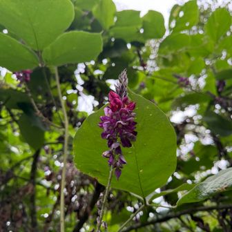 落ちている花びらの正体はクズだったのね