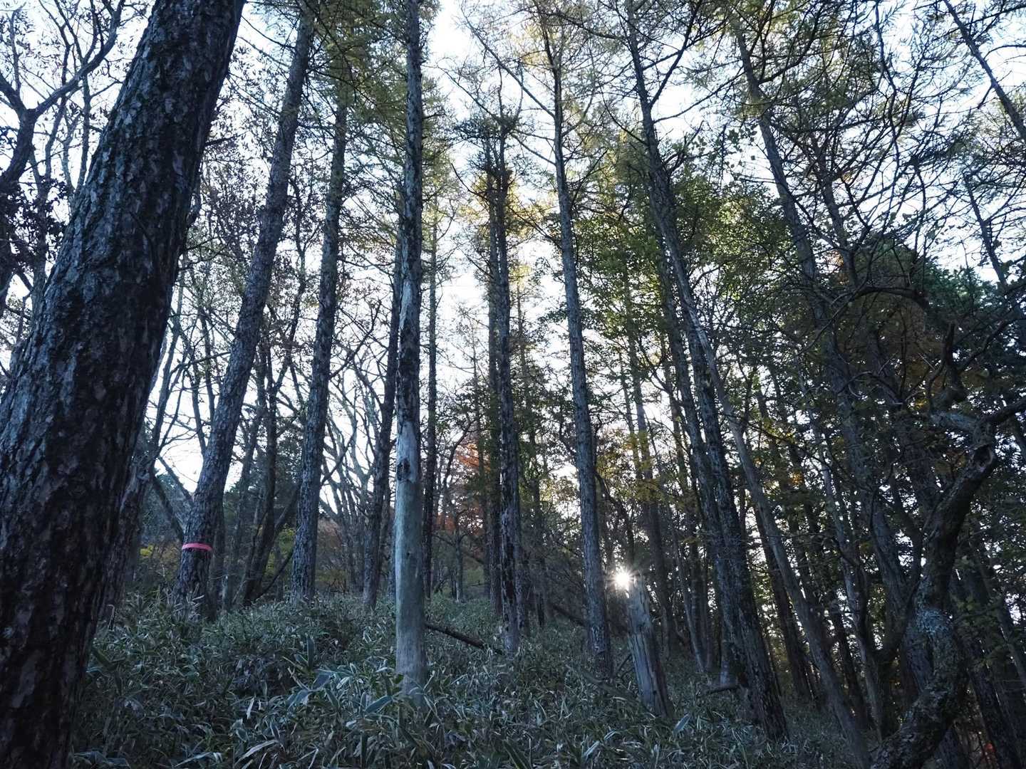 素敵登山道の始まり