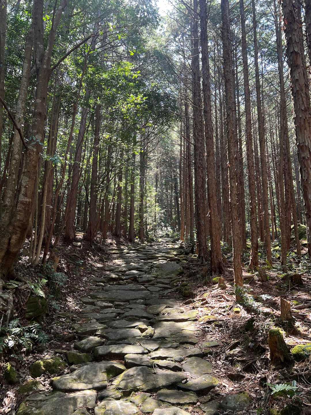 今日も木漏れ日が綺麗や