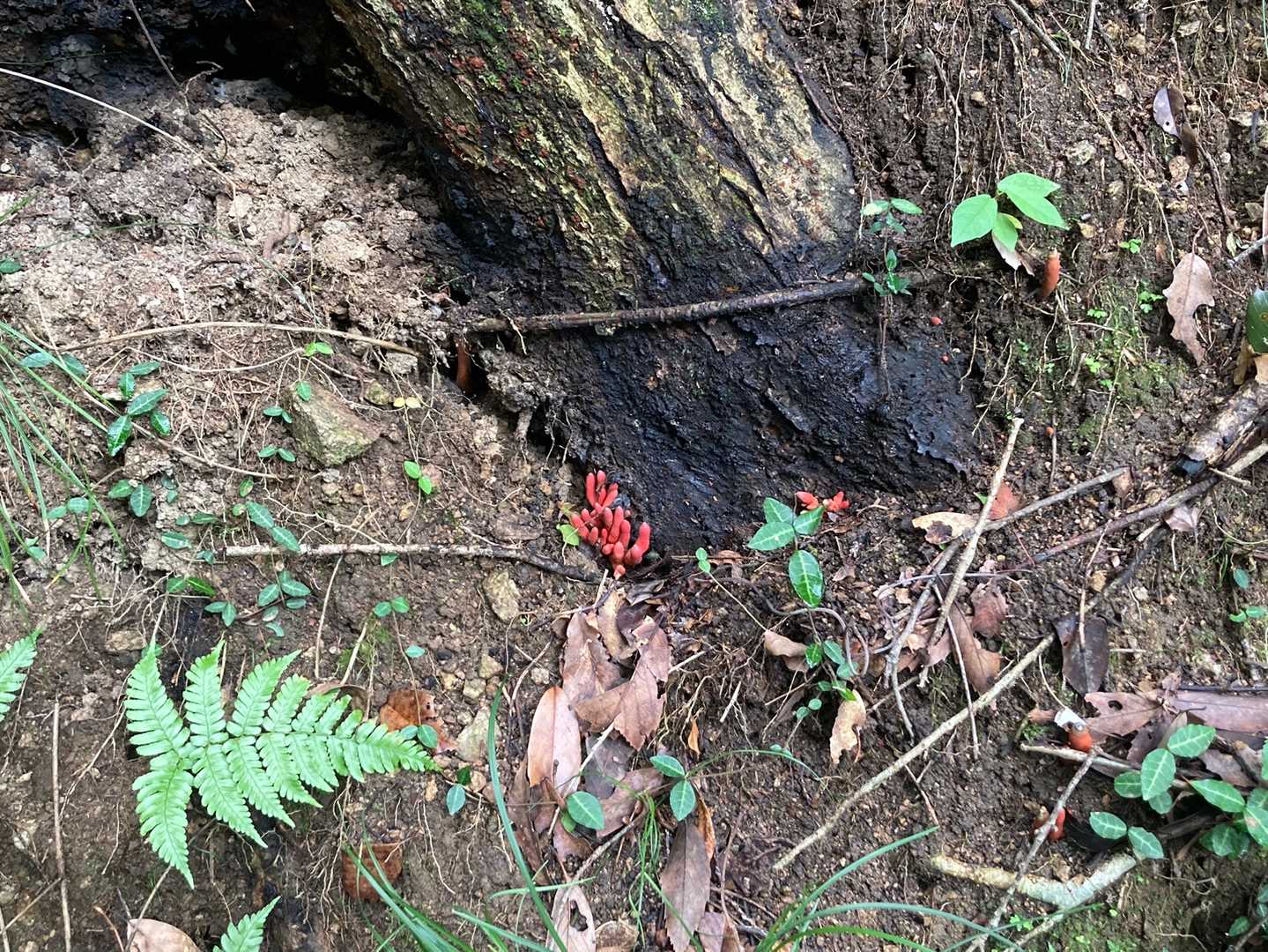 不動明王の近くには火焔茸が！
注意喚起の看板もありました。
通常ルートからそれた場所なので、そこまでですが注意ください