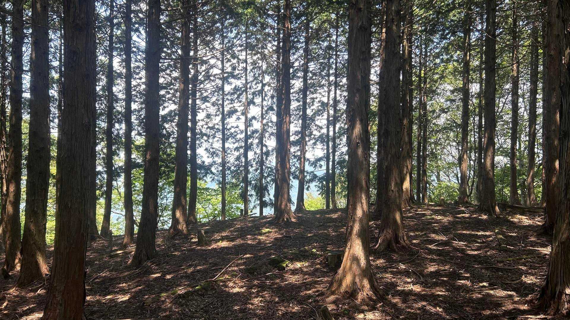 牛ヶ峰山 往復コースの写真