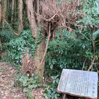 はじめに間違えた登山口まで戻ってきました😅