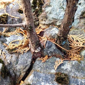 岩の隙間から生えるヒバの幼木
根性あるなぁ〜👏