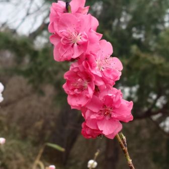 桜峠🌸だけどこれ梅💮だよね①