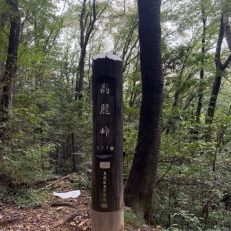 山の中に戻って峠