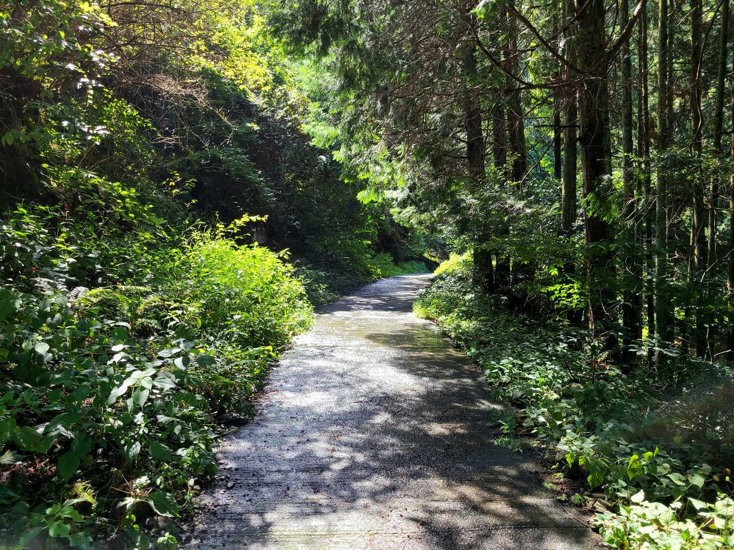 まだか〜登山口は…