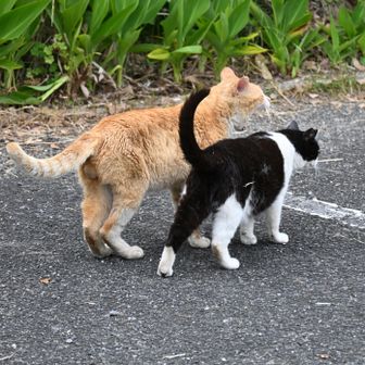 お迎えの小虎、ただいま