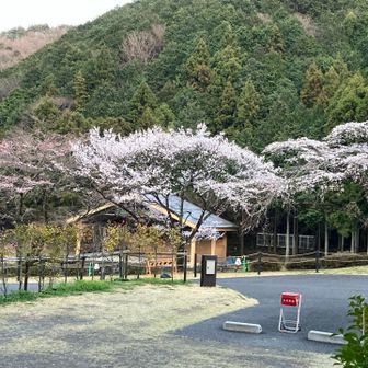 キャンプ場の桜が咲いてます