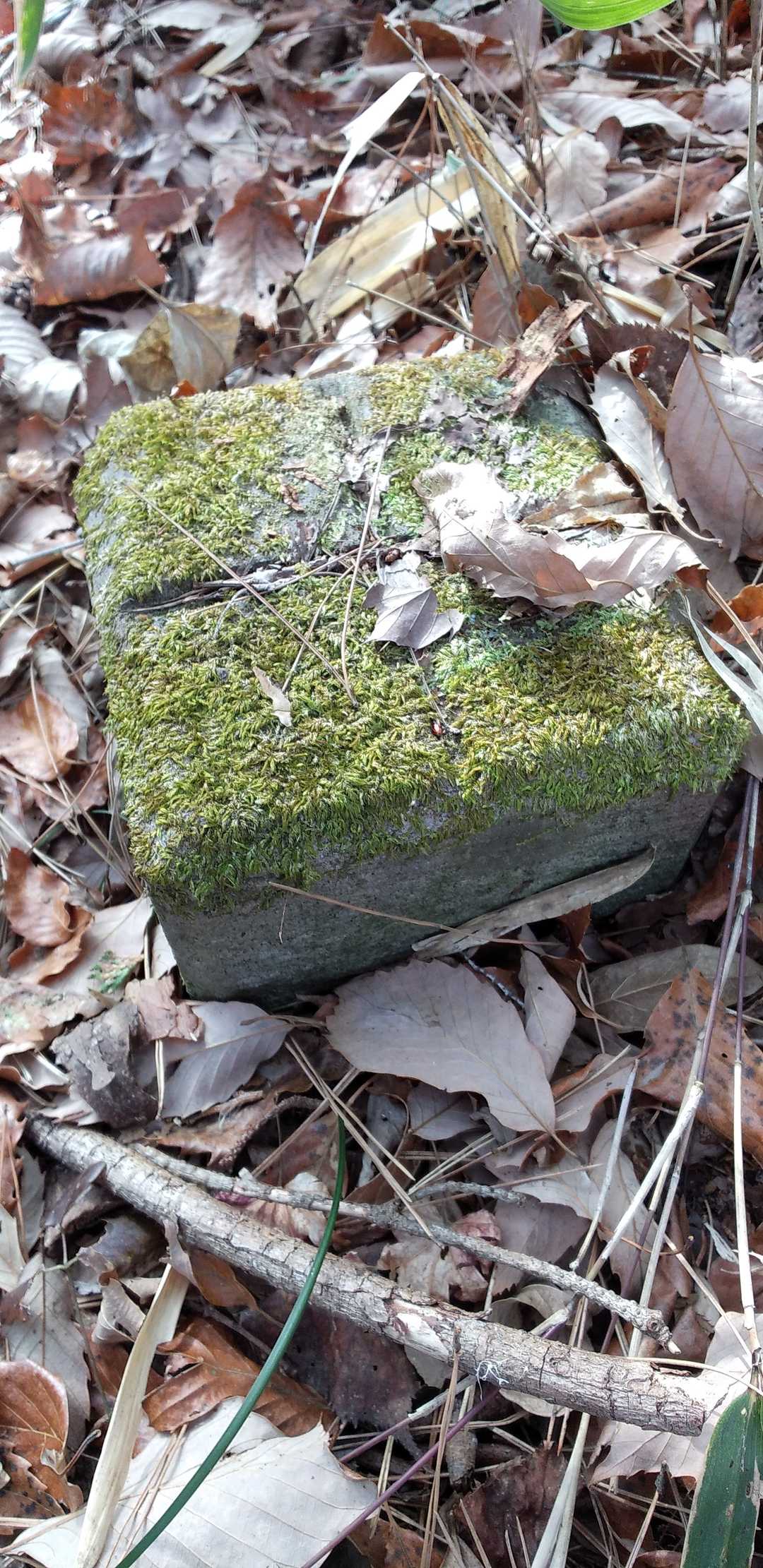 △三角点見つけた
山名板は探したけど見当たらない
