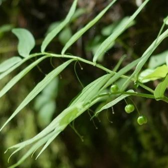 タケシマラン
お花が見れなくて残念