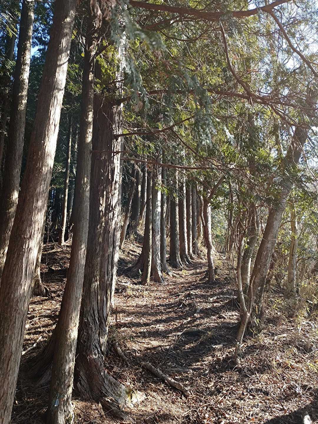 こんないい雰囲気の登山道です✨